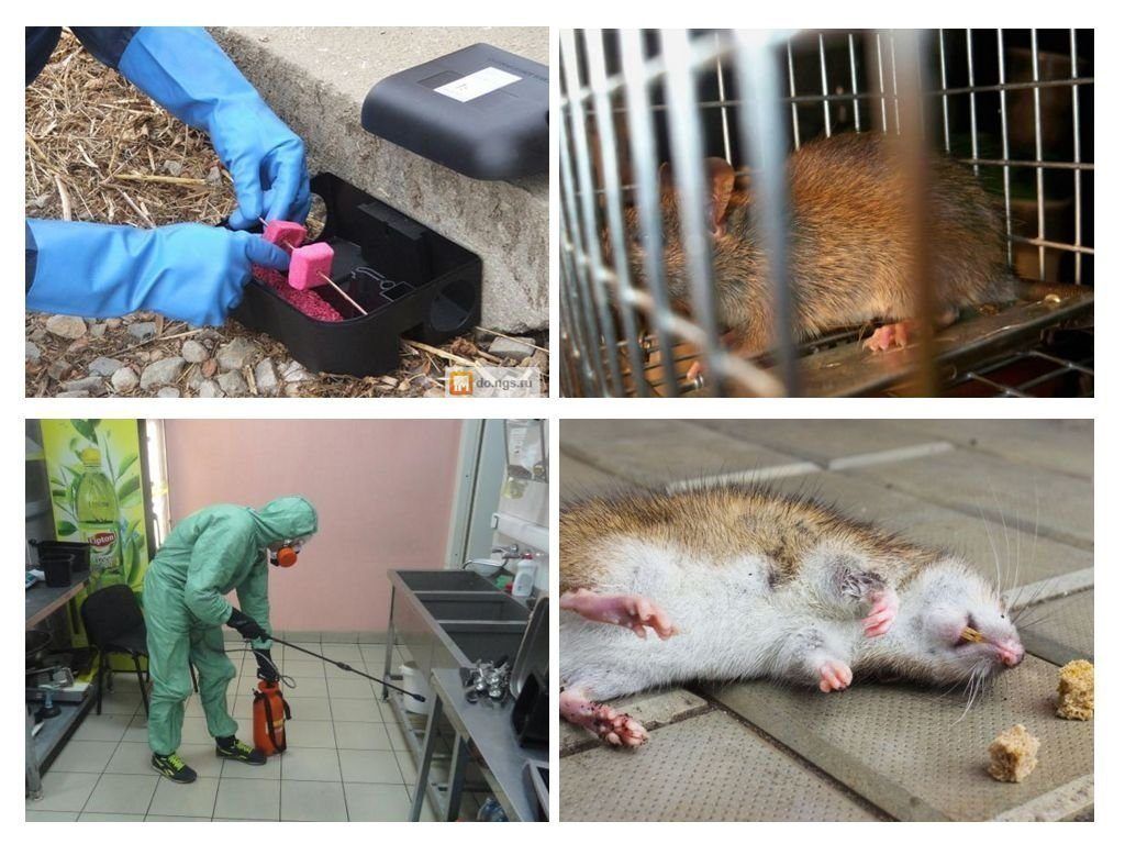 Дератизация от грызунов от крыс и мышей в Бийске