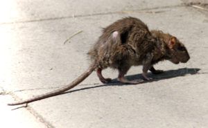 Фирма по уничтожению грызунов, крыс и мышей в Бийске