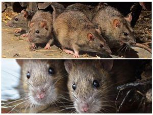 Травить грызунов крыс и мышей в Бийске