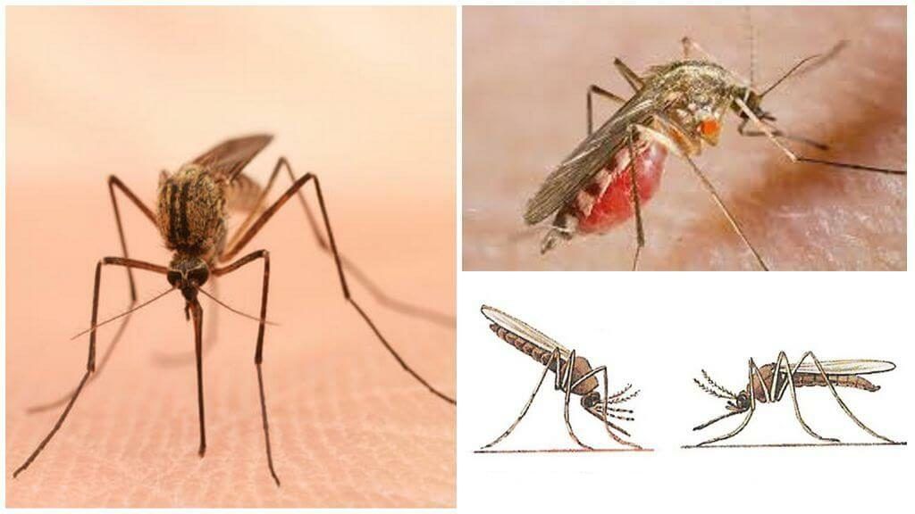 Уничтожение комаров в Бийске