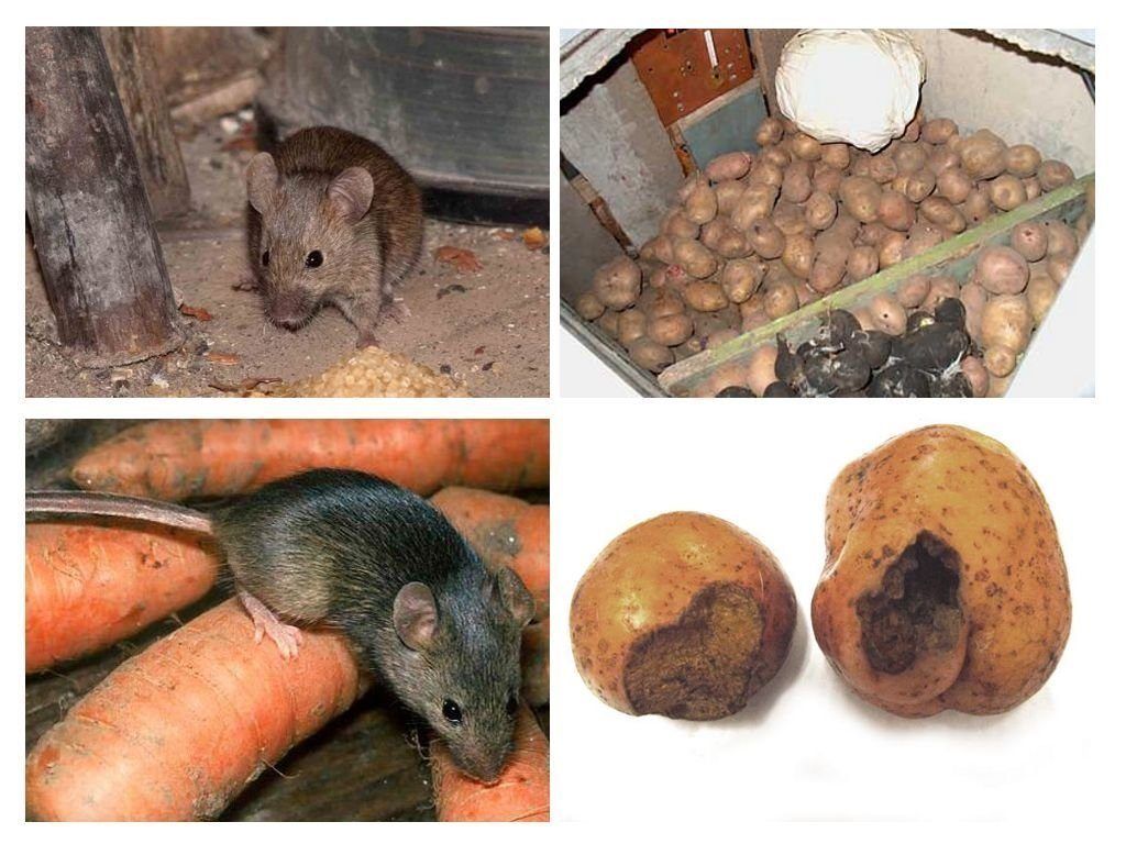 Обработка от грызунов крыс и мышей в Бийске