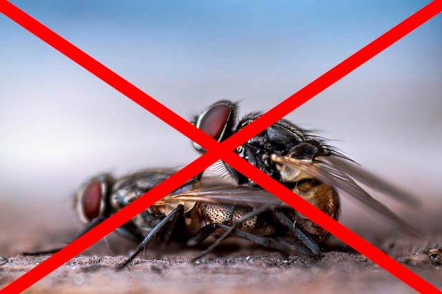 Профессиональное уничтожение мух в Бийске с гарантией