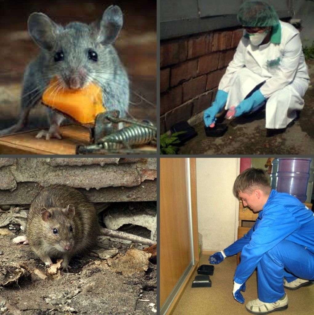 Дезинфекция от грызунов, крыс и мышей в Бийске