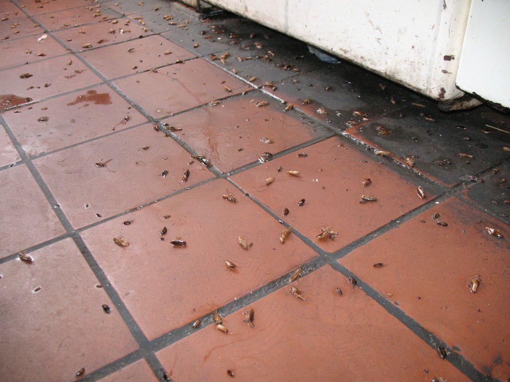 Уничтожение тараканов в квартире в Бийске 