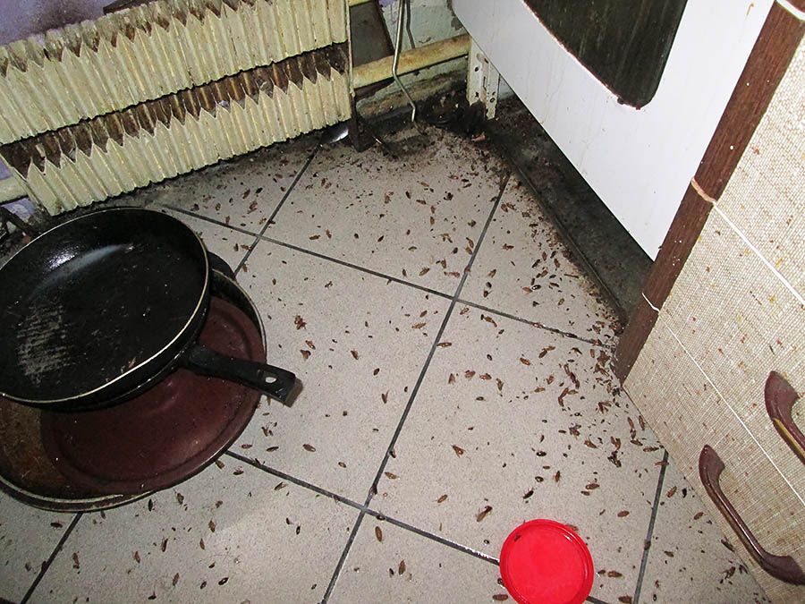 Санэпидемстанция от тараканов в Бийске, вызвать, цены